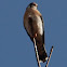 American Kestrel