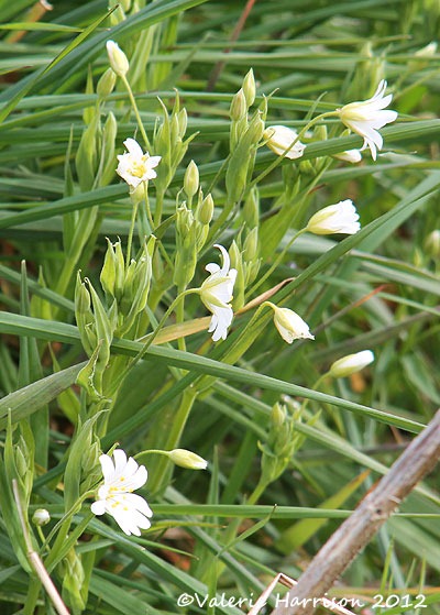 [11-stitchwort%255B2%255D.jpg]