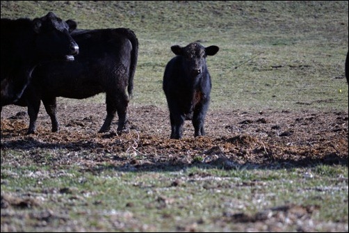 fuzzy calf