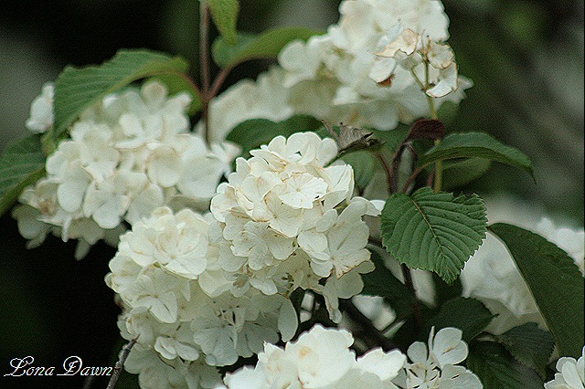 [DA_Viburnum_NewportDoublefile%255B8%255D.jpg]