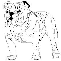 bulldog