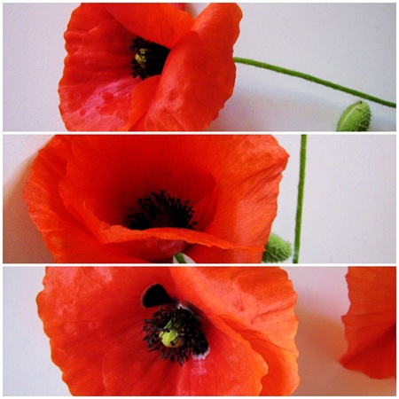 poppies_papaveri_vannalisascafaria_2 poppies_papaveri_vannalisascafaria_2
