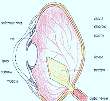 PECTEN-BIRDS-EYE1 PECTEN-BIRDS-EYE1