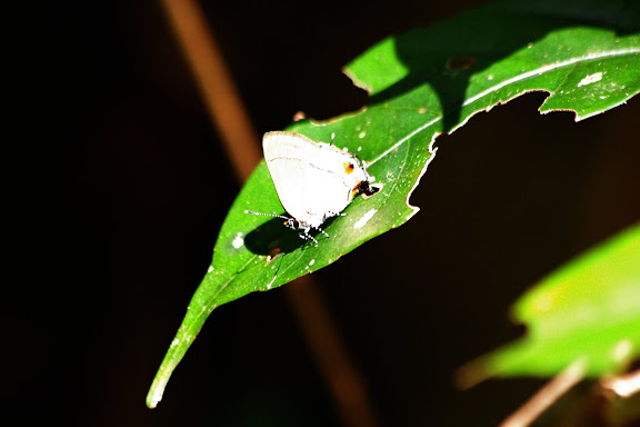 Probablement Rekoa stagira (HEWTSON, 1867). Bagne des Annamites, 19 novembre 2012. Photo : J.-M. Gayman