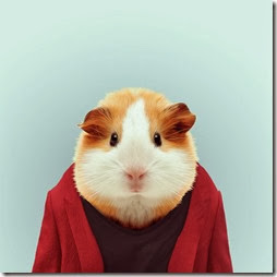 hamster hamster
