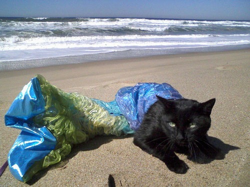 [strange-cats-expain-that-enhanced-buzz-5924-1334166584-30%255B2%255D.jpg]