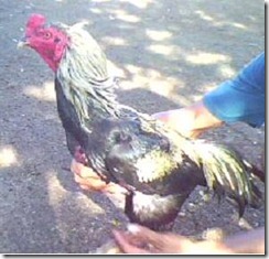 Ayam Aduan yang Laku Dijual Belikan dengan Harga Termahal ( harga ayam