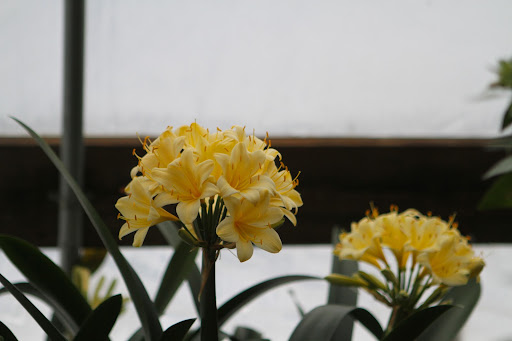 Well, here we are in the hoop house with Ryan and I am very happy to see that Martha's clivia collection is beginning to bloom.