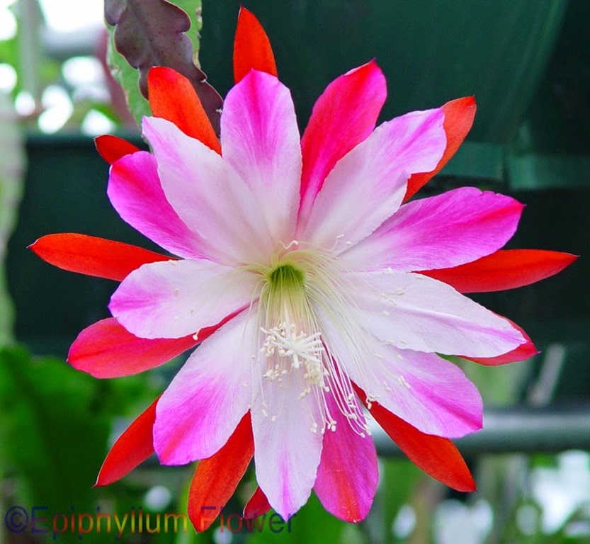 [Epi%2520Wild%2520Thing%255B4%255D.jpg]