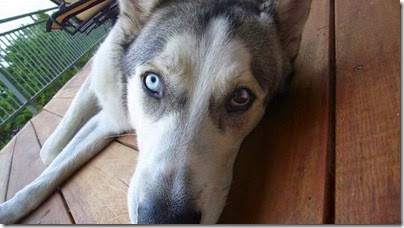 gatos y perros con un ojo diferente cosasdivertidas net (4) gatos y perros con un ojo diferente cosasdivertidas net (4)