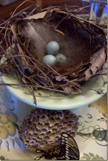 bluebird eggs 2
