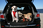 Clementine, Snickers, and Luke