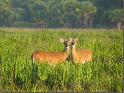 IMG_3107 IMG_3107