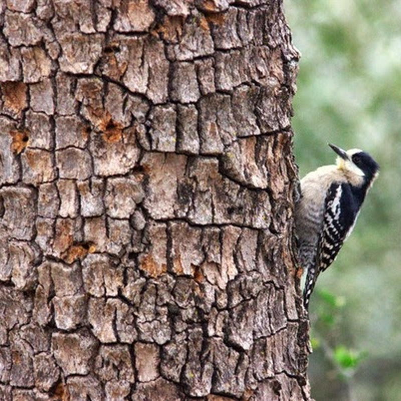 Reserva Natural Formosa, los contrastes naturales sorprenden por su belleza y justifican su nombre.