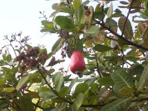 cashewnews_163