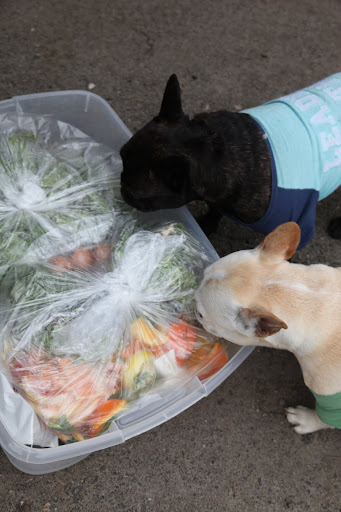 Let's undo the knot on these bags to see what kind of feast lies within!