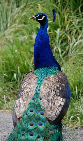 [aviary142.jpg]