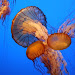 Monterey Bay Aquarium