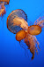 Monterey Bay Aquarium