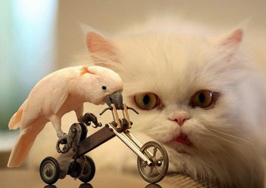 [animals-worried-face-30%255B2%255D.jpg]