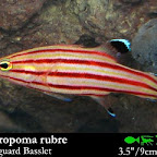 Liopropoma_rubre.jpg