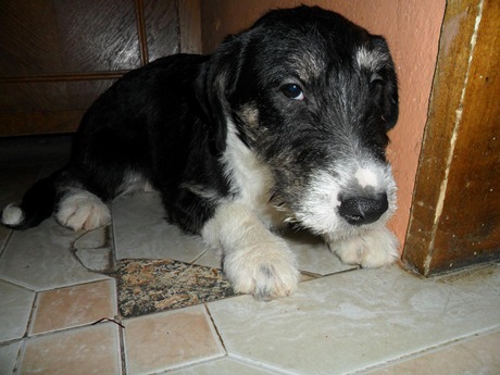 Chica (1) Chica (1)