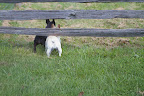 I see plenty of browned out grass, but where are the donks?