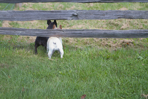 I see plenty of browned out grass, but where are the donks?