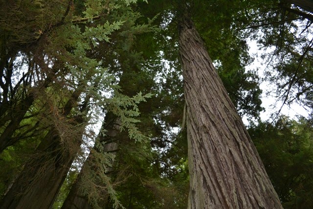 [Redwoods%25201a%255B2%255D.jpg]
