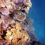 Coral of The Great Barrier Reef - Oak Beach, Australia