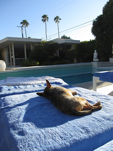 Minnow, just 36 hours after securing the gold.  Catching up on some much needed R and R and reflecting upon her win.
