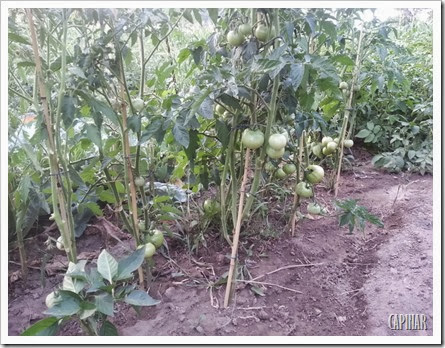 Tomateiros e pimenteiros