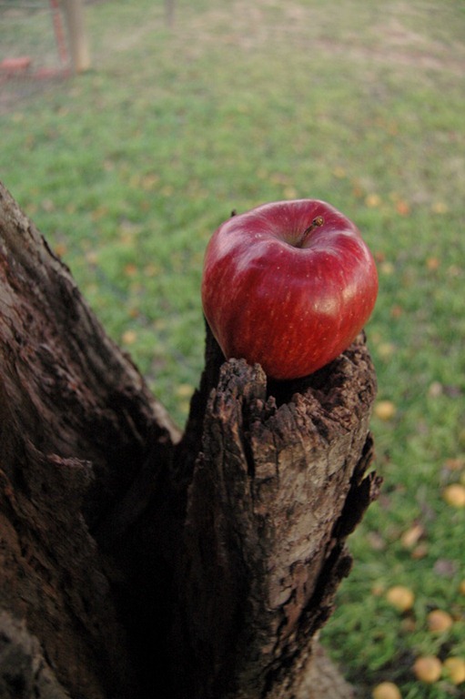 [day%25203%2520apple%2520018%255B3%255D.jpg]
