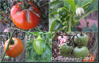 peppers-tomatoes