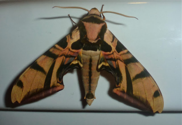 Smerinthinae : Batocnema cocquerelii (BOISDUVAL, 1875), endémique. Mananara Lodge, Anjozorobe (Madagascar), 6 janvier 2014. Photo : T. Laugier