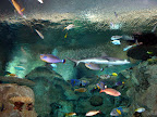 Fish and sharks at the Shark Reef Aquarium at Mandalay Bay.