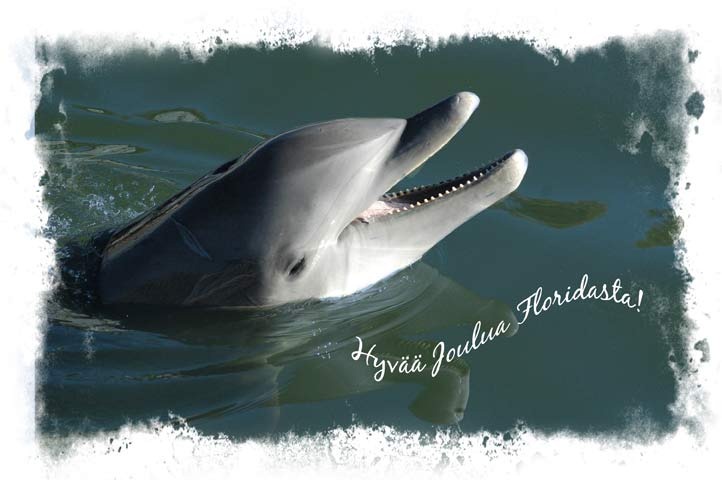 [Dolphin-x-mas-card-image-2011%255B47%255D.jpg]