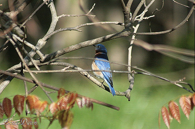 [Bluebird_Wisteria2012%255B8%255D.jpg]