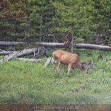 Elk - Yellowstone NP - MT