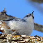 White-breasted Nuthatch