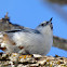 White-breasted Nuthatch