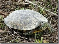 turtle turtle