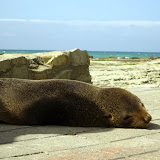 South Island - Kaikoura - a baby seal