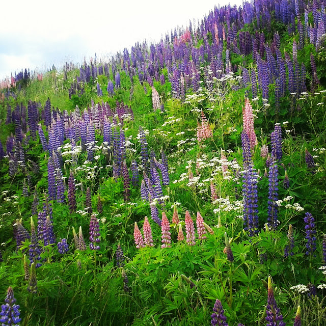 Lupiner blommor, sösdala, Hässleholm, vårblommor