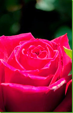 Rosa Grand Masterpiece Rosa Grand Masterpiece