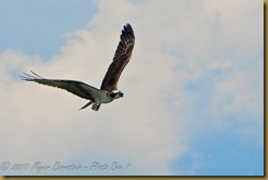 b Osprey flightMSB_8730 NIKON D300S July 05, 2011