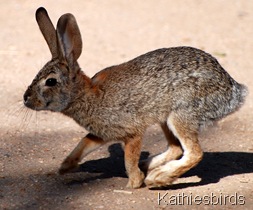 4. cottontail-kab