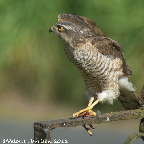 [1%2520sparrowhawk-2%2520%25282%2529%255B2%255D.jpg]