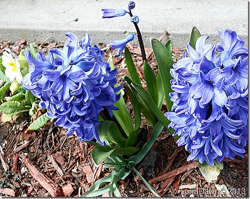 Hyacinths