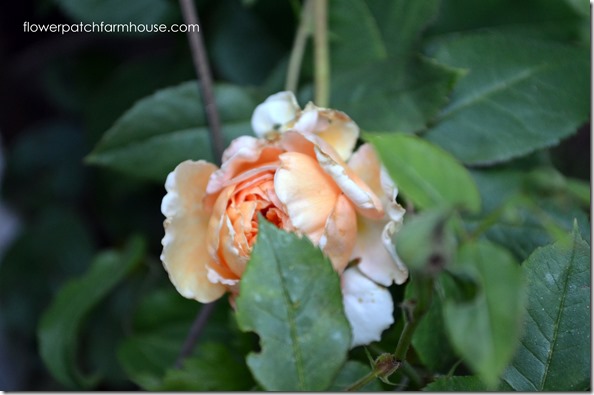 princess margareta rose